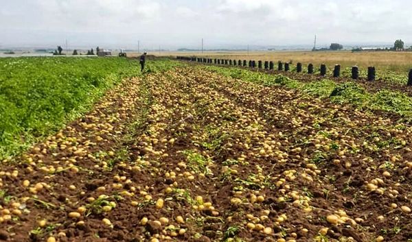 سالانه ۱۶۵هزار تن محصولات زراعی در شهرستان فارسان تولید می شود