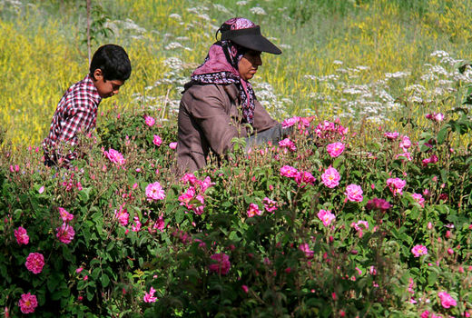 دوره آموزشی مجازی با عنوان کاشت، داشت و برداشت گل محمدی برگزار شد.
