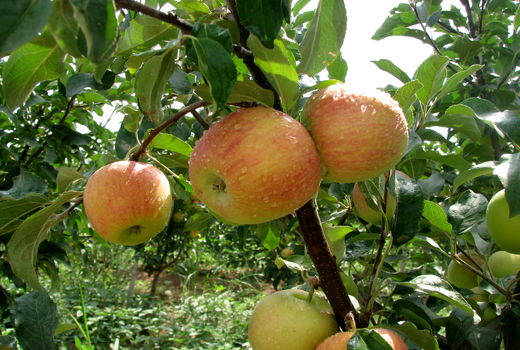 سالانه 500 هزار تن محصولات باغی در استان قزوین تولید می‌شود