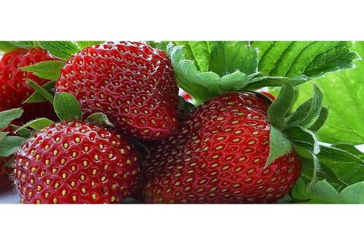 صدور نشان حد مجاز آلاینده‌ ها برای توت فرنگی بابل