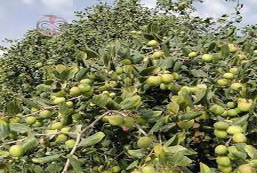 1200 تن میوه گرمسیری کنار از سطح باغات آبی استان بوشهر تولید می شود