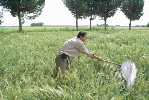 مبارزه با پوره سن غلات در 4075 هکتار از مزارع کشاورزی شهرستان البرز