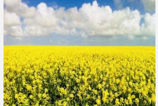 خرید نقدی 900 تن کلزا در زرین دشت