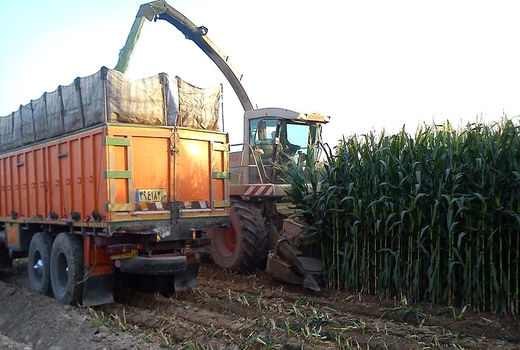 دامداران کرمانشاه با کاهش نهاده‌های دامی روبه‌رو شدند