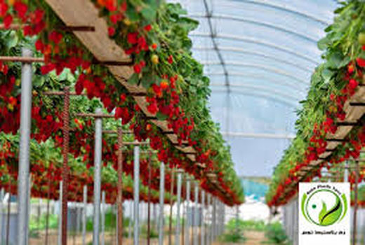 چهار هکتار توت فرنگی گلخانه‌ای در سطح استان کردستان وجود دارد