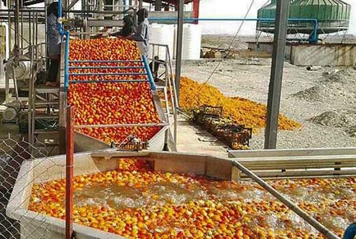 روند جذب سیب صنعتی توسط واحدهای صنایع تبدیلی استان تسریع یابد