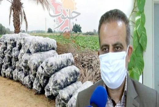 عدم رعایت الگوی کشت عامل اُفت قیمت بادمجان