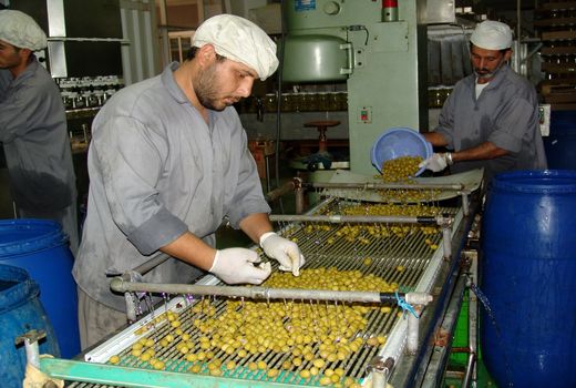 سهم 33 درصدی کشاورزی از اشتغال استان زنجان