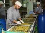 سهم 33 درصدی کشاورزی از اشتغال استان زنجان