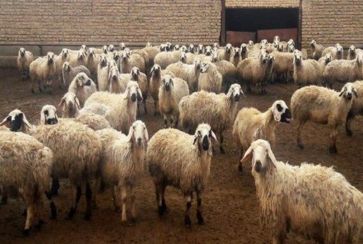 بهره‌برداری از دو طرح کشاورزی و دامپروری در شهرستان راور در هفته جهاد کشاورزی 