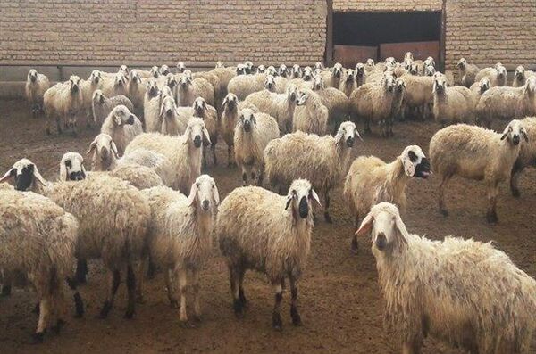 بهره‌برداری از دو طرح کشاورزی و دامپروری در شهرستان راور در هفته جهاد کشاورزی 