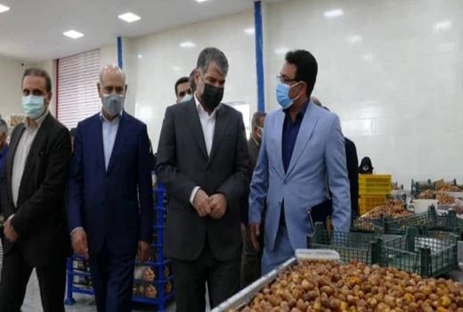 بازدید وزیر جهاد کشاورزی از طرح بسته‌بندی خرما در تنگستان