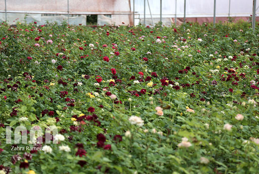  افزایش 2 برابری سطح گلخانه های کشور در دولت تدبیر و امید 