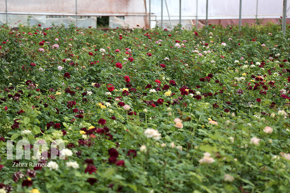 گلخانه صادراتی محلات استان مرکزی