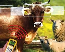 مدیر امور دام سازمان جهادکشاورزی خراسان شمالی از امکان هویت گذاری و بیمه دام بصورت همزمان در خراسان شمالی خبرداد