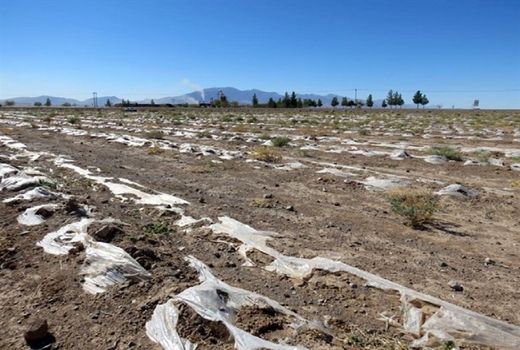 رهاسازی پلاستیک‌های کشت زیرپلاستیکی موجب مسمومیت خاک می شود