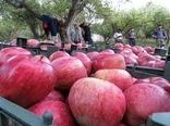 قابلیت صادرات 30 هزار تن سیب در خراسان شمالی 
