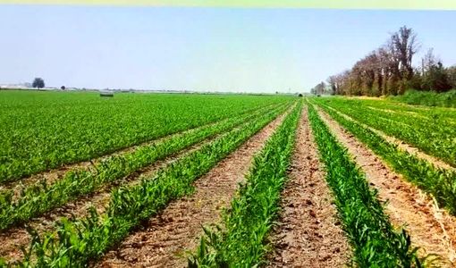 کشت ذرت علوفه‌ای در یک هزار هکتار از مزارع زرقان آغاز شد