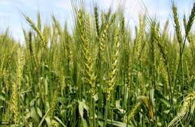 برآورد اولیه تولید گندم در کردستان افزون بر ۹۶۱ هزار تن است
