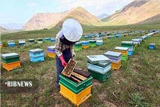 کاهش ۳۰ درصدی تولید عسل در لرستان