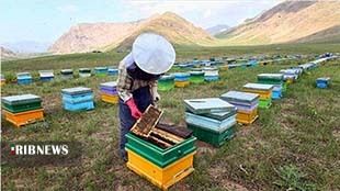 کاهش ۳۰ درصدی تولید عسل در لرستان