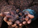 پیش بینی برداشت ۱۰ هزارتنی خرمای پیارم در هرمزگان