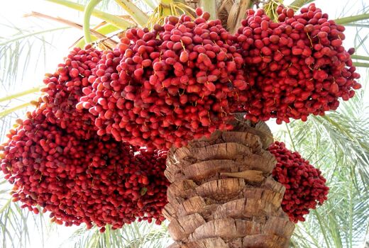 برداشت 280 هزار تن خرما در سیستان و بلوچستان