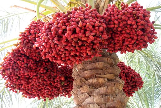 برداشت 280 هزار تن خرما در سیستان و بلوچستان