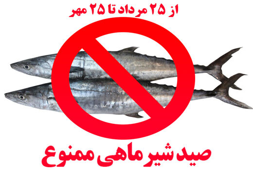 صید ماهی شیر به مدت ۲ ماه ممنونع شد