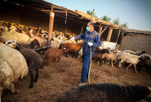 سمپاشی ۲۹ هزار متر مربع جایگاه نگهداری دام در رامشیر