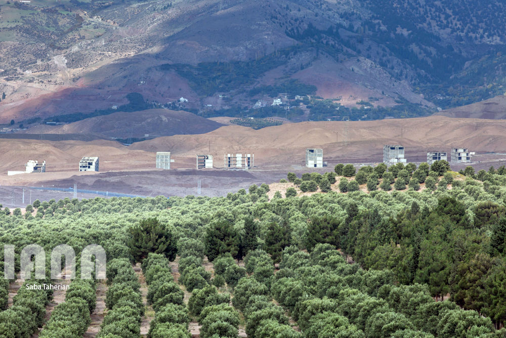  باغ بزرگ زیتون‌کشور در منجیل