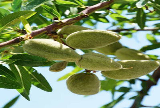 پیش بینی تولید ۱۰۰ تن بادام از باغات شهرستان البرز
