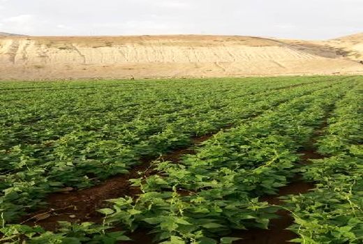 افزایش 75 درصدی سطح  زیر کشت لوبیا در شهرستان کوهرنگ