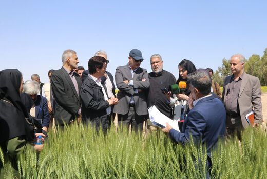مجید آنجفی:  زراعت در امنیت غذایی کشور سهم ۷۵درصدی دارد