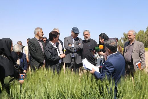 مجید آنجفی:  زراعت در امنیت غذایی کشور سهم ۷۵درصدی دارد