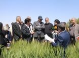 مجید آنجفی:  زراعت در امنیت غذایی کشور سهم ۷۵درصدی دارد