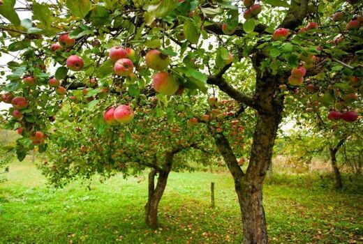 برداشت سیب درختی در استان کرمان  تا  اواخر آبان ماه ادامه دارد