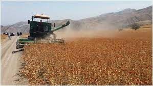 اجرای کشاورزی قراردادی گندم برای نخستین بار در خراسان شمالی