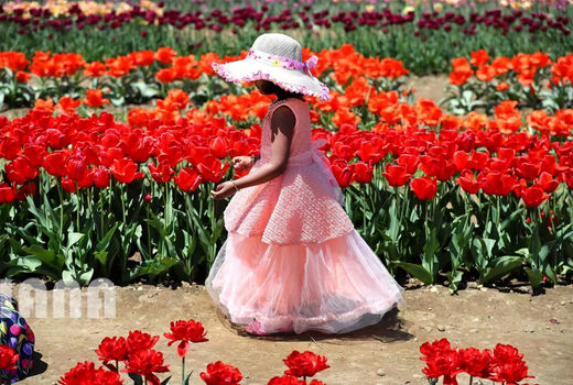 مزرعه گل لاله