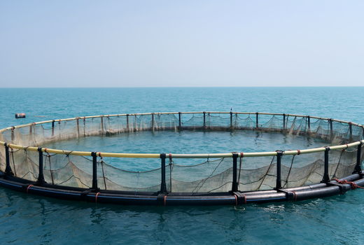 بهره‌برداری از قفس‌های پرورش ماهیان دریایی در خوزستان