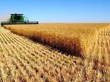 پیش بینی برداشت بیش از ۹۲۰ هزار تُن گندم در کردستان