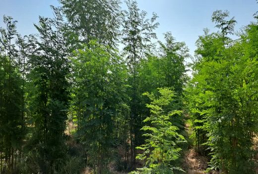 تولید گیاه دارویی مورینگا در کازرون