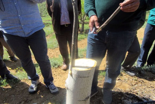 اجرای عملیات تعویض تاج درختان گردو در شهرستان اهر 