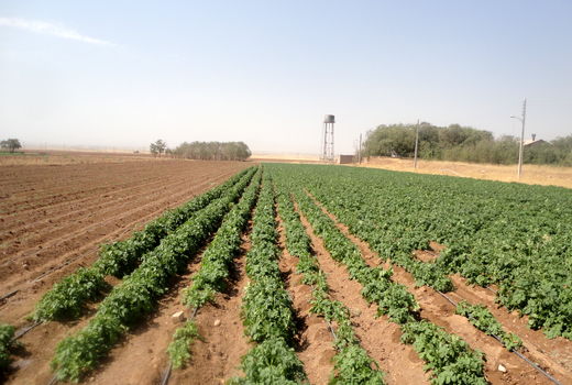 آغاز کشت سیب‌زمینی در اراضی کشاورزی آوج