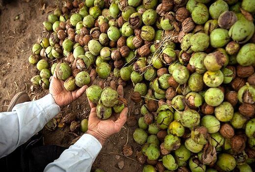 راهکارهای مؤثر کاهش خسارت آفت کرم خراط در راستای توسعه گردو کاری