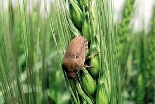 مبارزه با آفت سن مادری درسطح بیش از ۱۲۰ هزار هکتار از مزارع غلات آذربایجان‌غربی