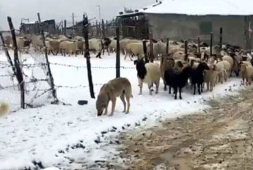 توصیه‌های مدیر کل دامپزشکی استان به روستائیان و دامدارن مناطق زلزله‌زده