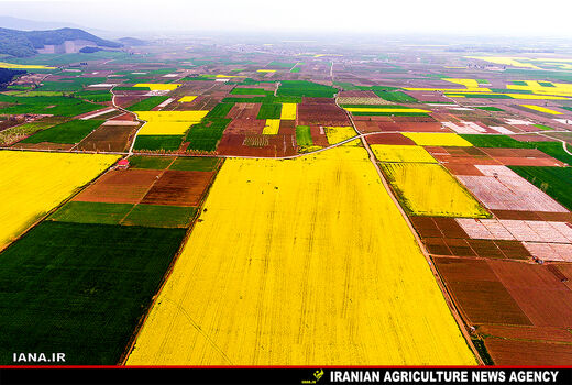 افزایش 110 درصدی کشت مکانیزه کلزا در گلوگاه