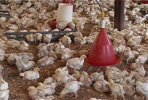 جوجه ریزی چهار میلیون و ۱۲۶ هزارقطعه در واحدهای مرغ گوشتی استان قزوین