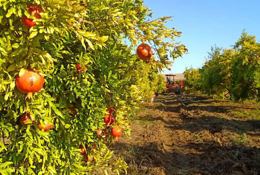 برداشت ۵ هزار تن انار از باغات شهرستان سردشت 
